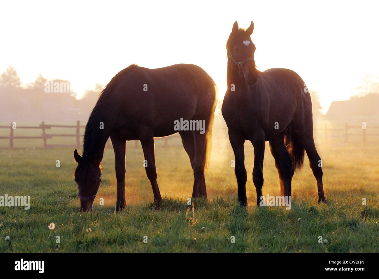Pferde am Morgen im Fahrerlager Stockfoto