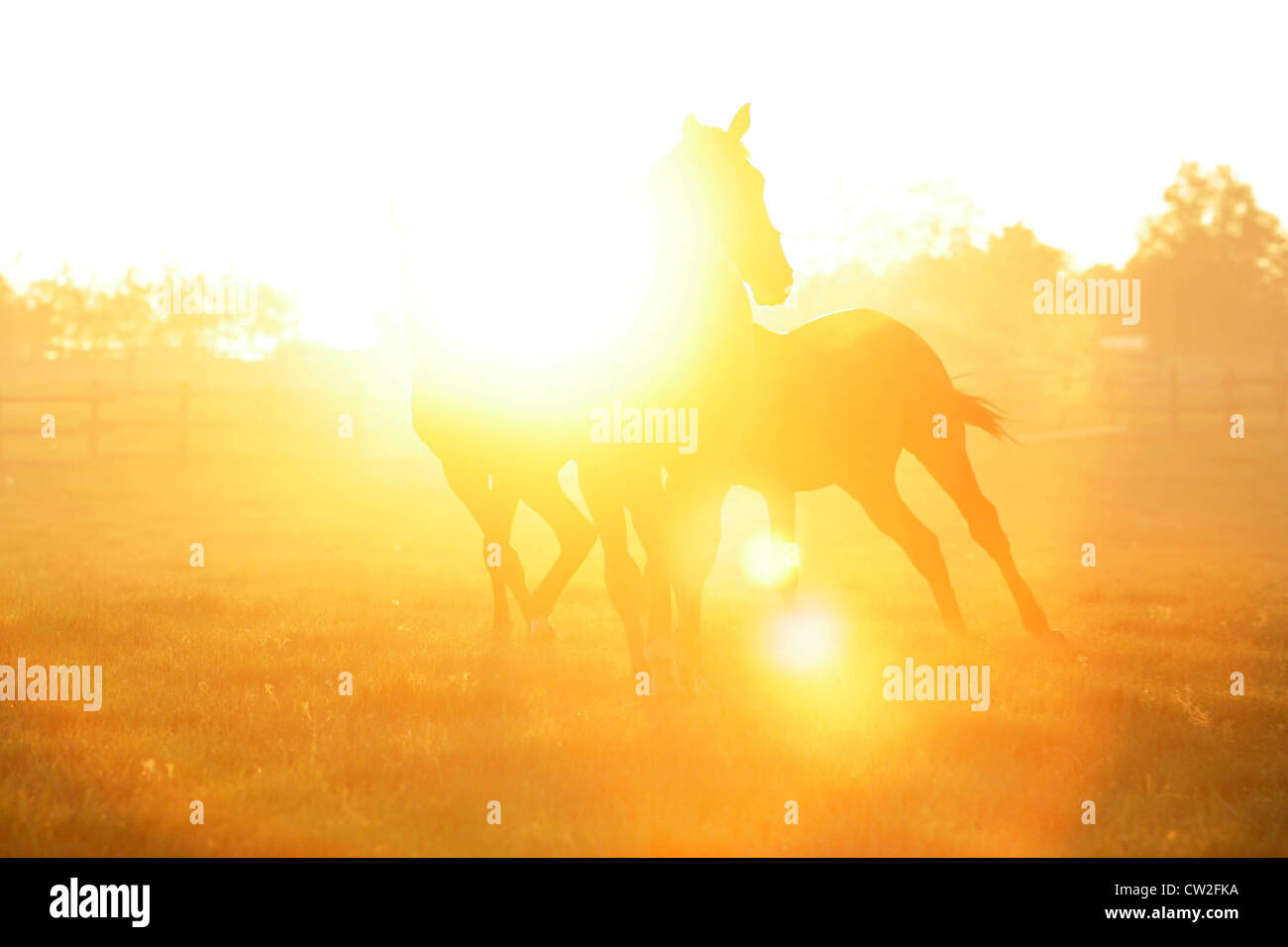 Pferde am Morgen im Fahrerlager Stockfoto