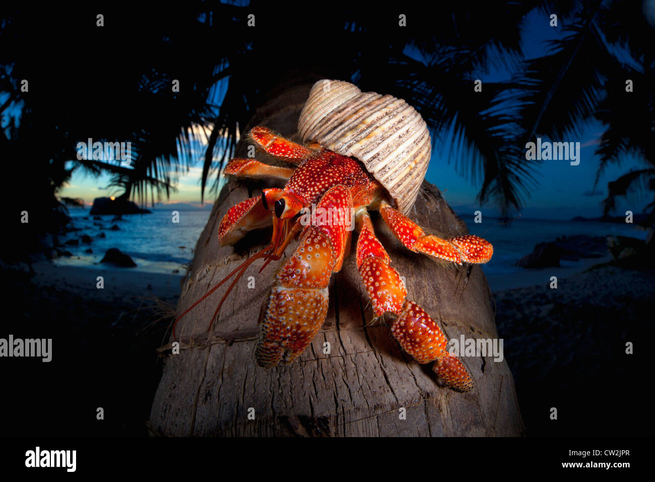 Einsiedlerkrebs (Anomura Spp) am Stamm der Kokospalme. Seychellen Stockfoto