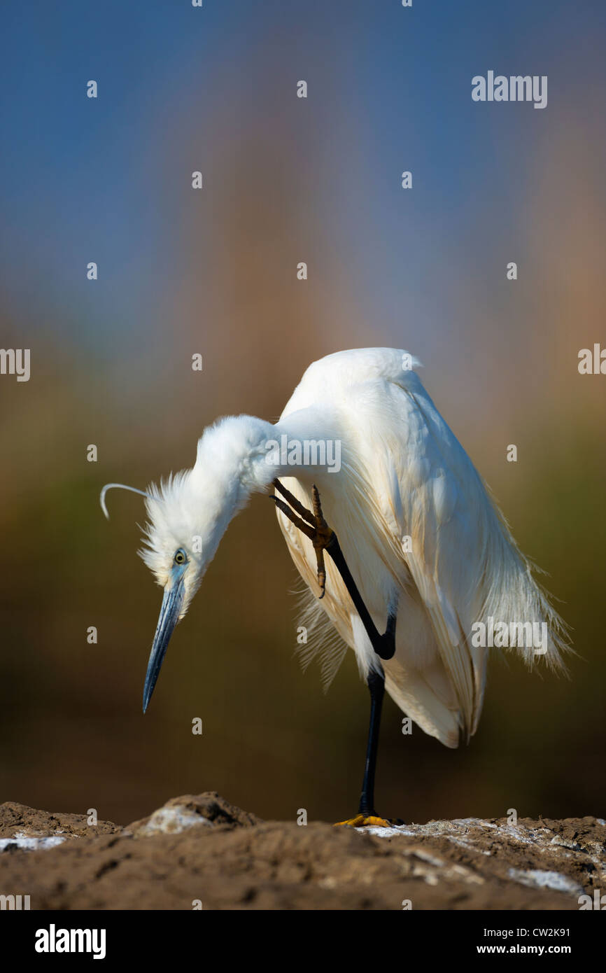 Seidenreiher (Egretta Garzetta). Hungrige Stockfoto