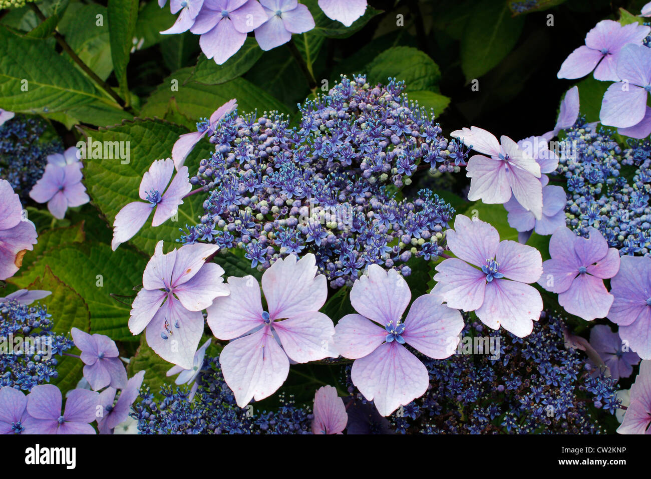 Hydrangea Macrophylla Blue Wave Stockfoto