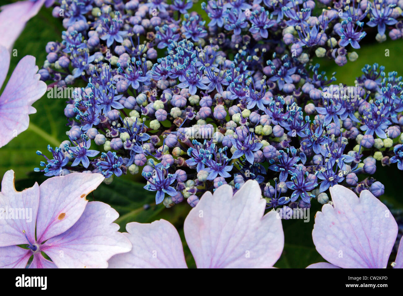Hydrangea Macrophylla Blue Wave Stockfoto