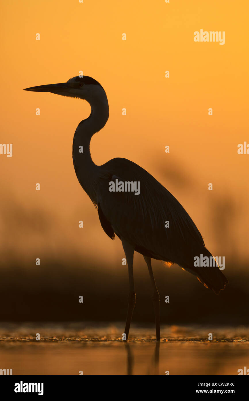 Silhouette von Grey Heron(Ardea cinerea) bei Sonnenaufgang. Hungrige Stockfoto