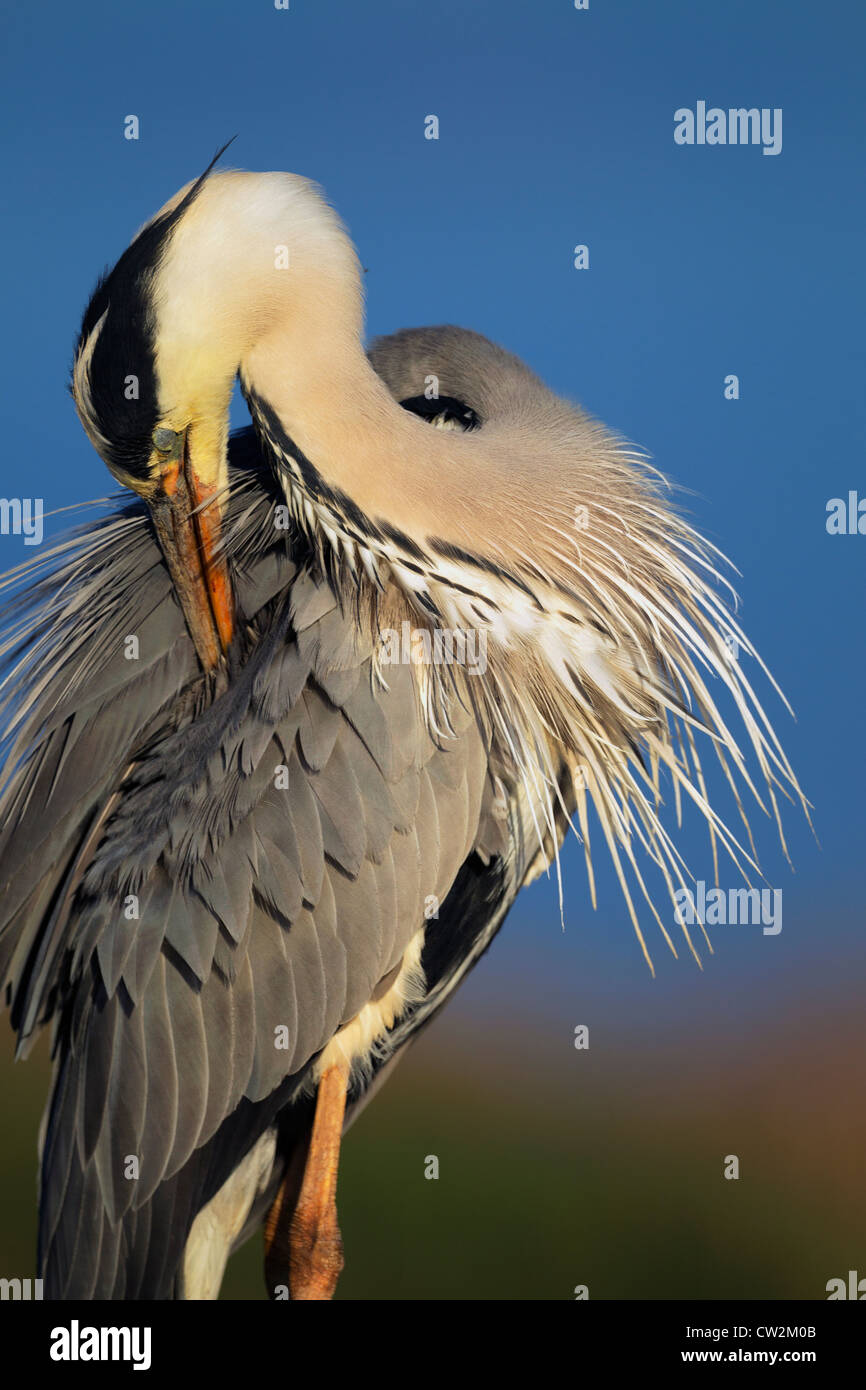 Grau Heron(Ardea cinerea) seine Federn putzen. Hungrige Stockfoto