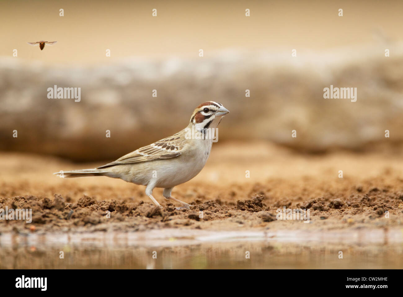 Lerche Spatz Chondestes Grammacus Süden von Texas, USA BI023227 Stockfoto