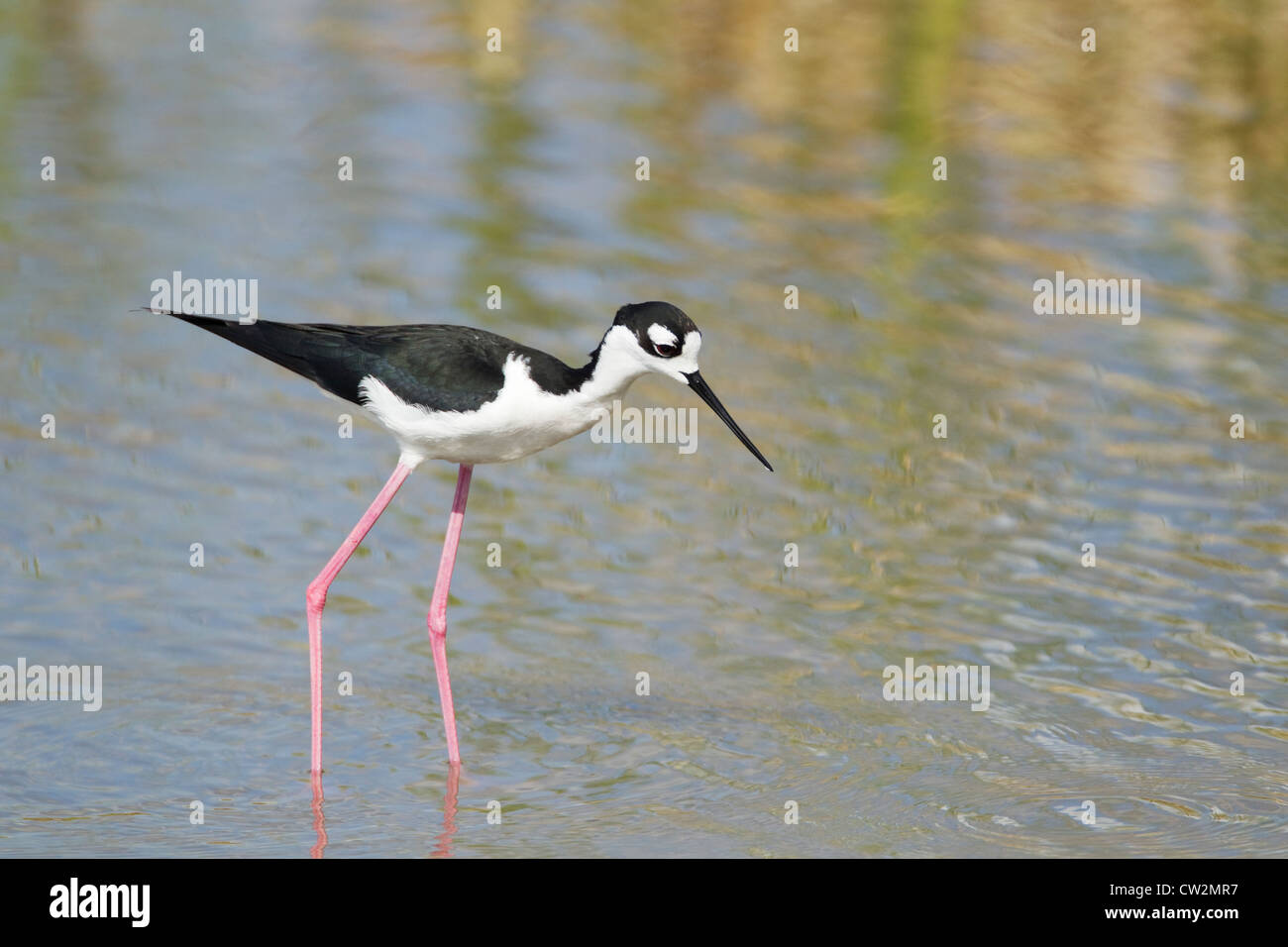 Schwarzhals-Stelzenläufer (amerikanische Rennen) Himantopus Himantopus Mexicanus South Padre Island Texas, USA BI023350 Stockfoto