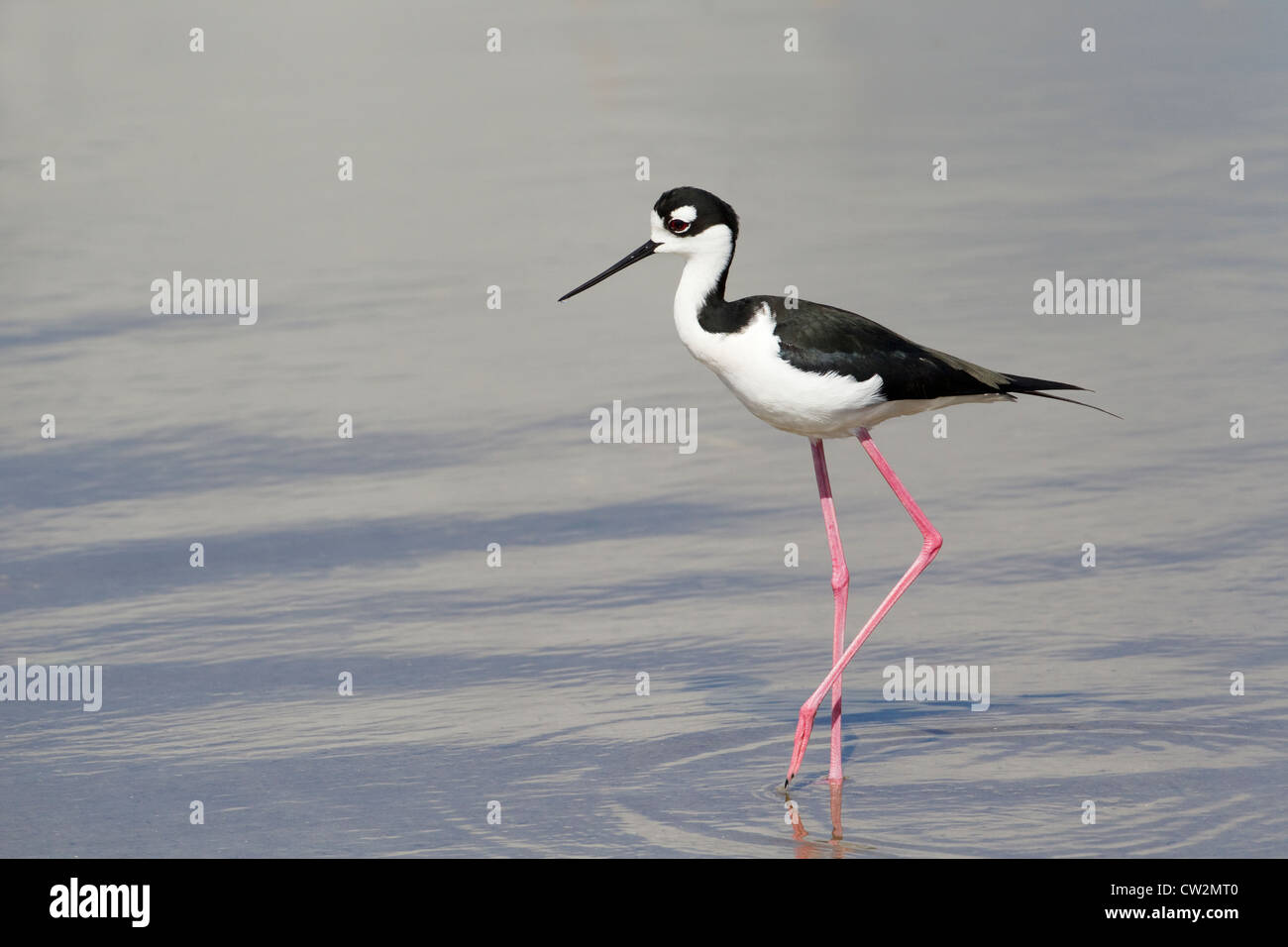 Schwarzhals-Stelzenläufer (amerikanische Rennen) Himantopus Himantopus Mexicanus South Padre Island Texas, USA BI023351 Stockfoto