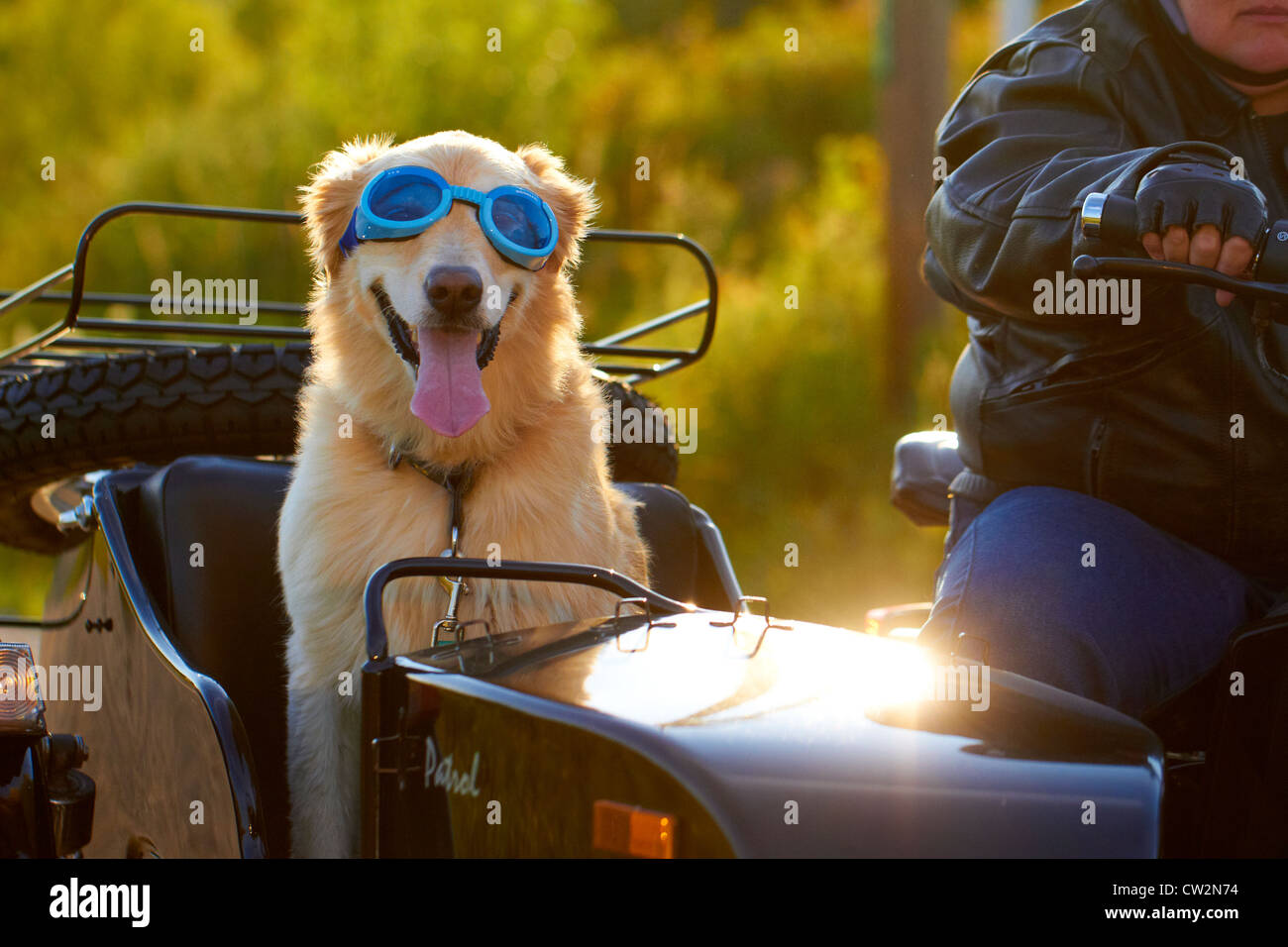 Golden Retriever, Reiten im Motorrad-Beiwagen Stockfoto