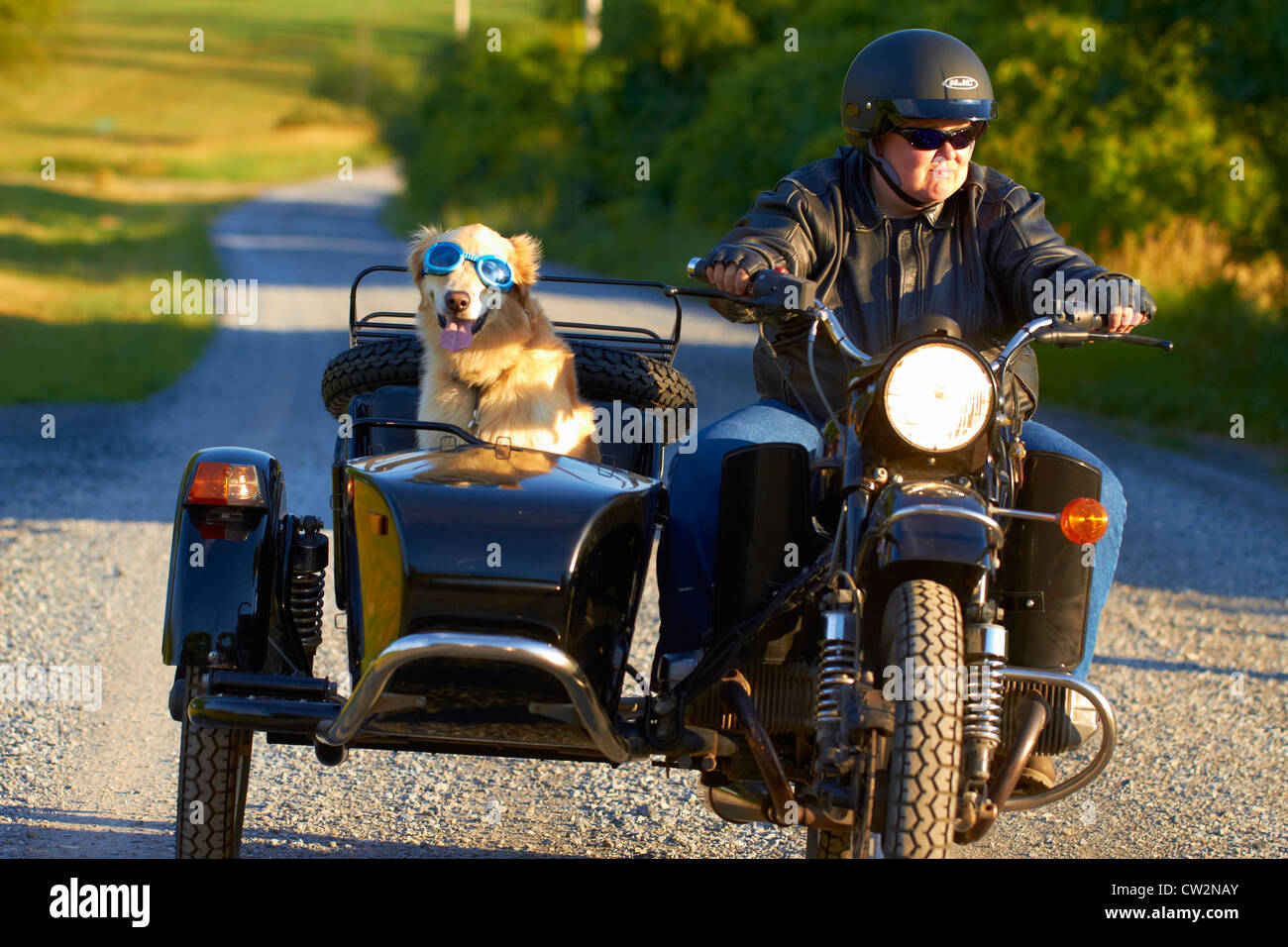 Dog in motorcycle sidecar -Fotos und -Bildmaterial in hoher Auflösung –  Alamy