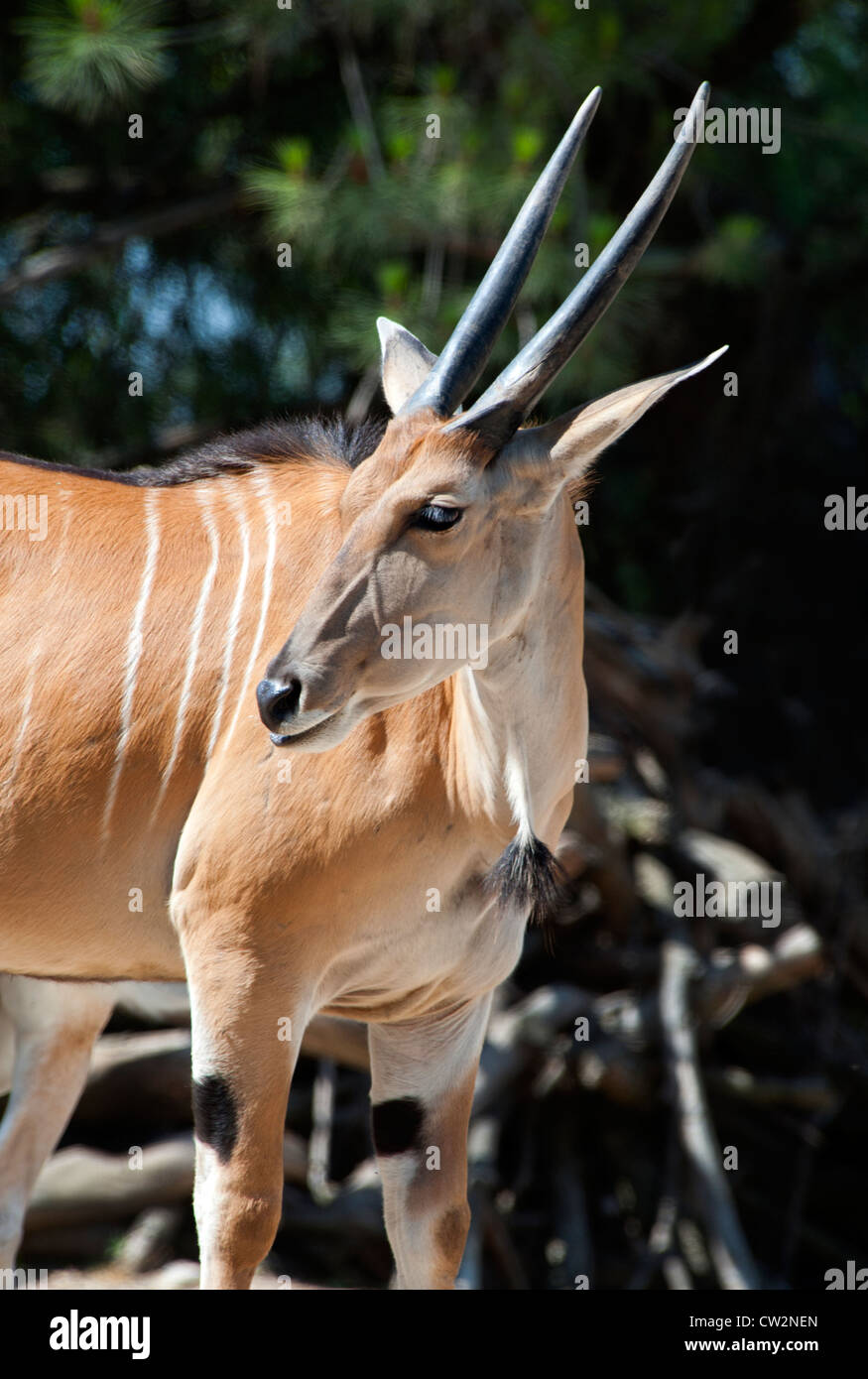 Nyala, südafrikanische Spirale gehörnte Antilope Stockfoto