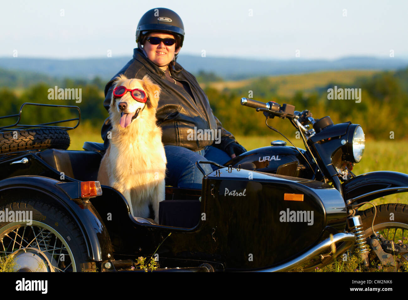 Hund seitenwagen Fotos und Bildmaterial in hoher Auflösung Alamy