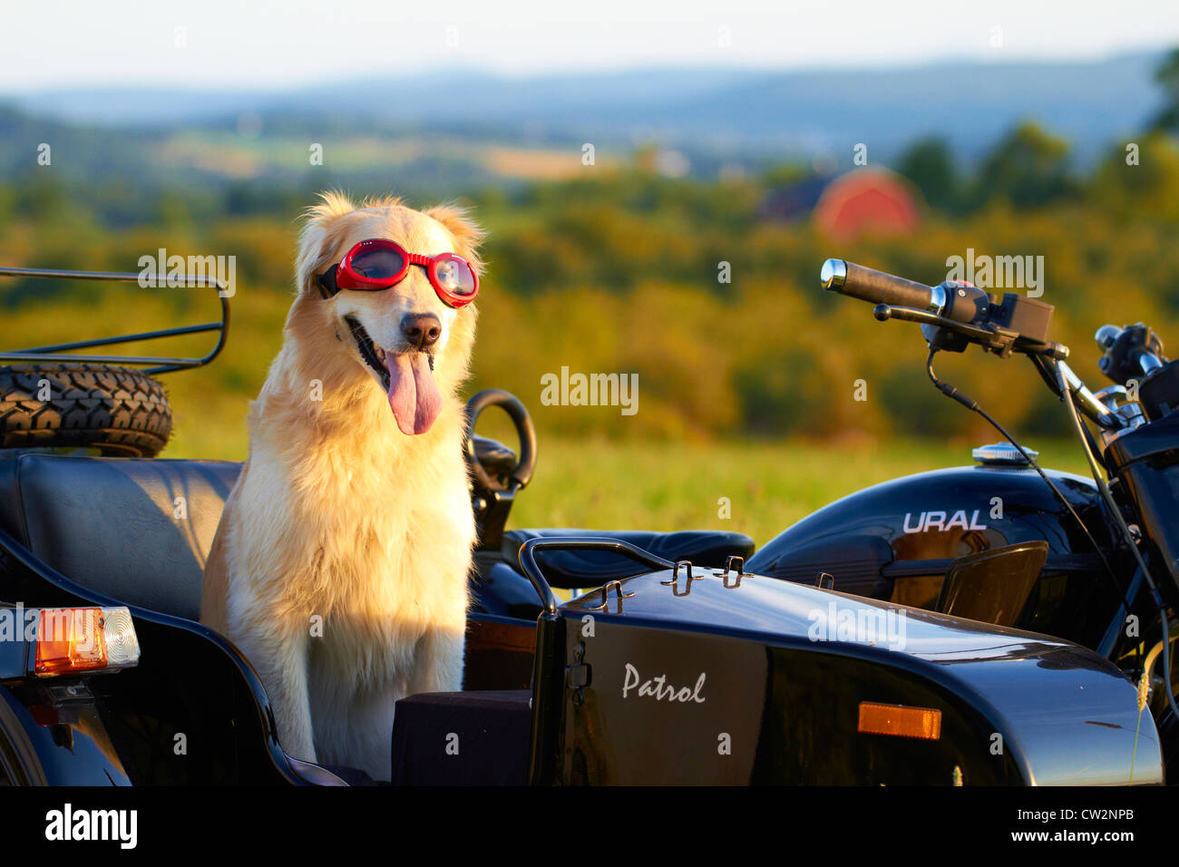 Golden Retriever, Reiten im MotorradBeiwagen Stockfotografie Alamy
