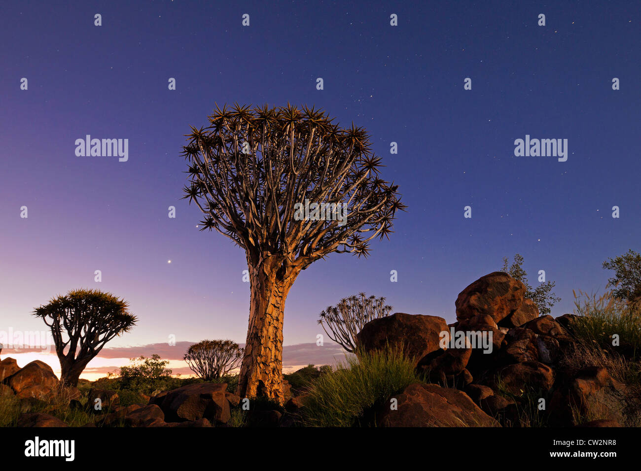 Köcherbaum (Aloe Dichotoma) Sonnenuntergang. Namibia Stockfoto