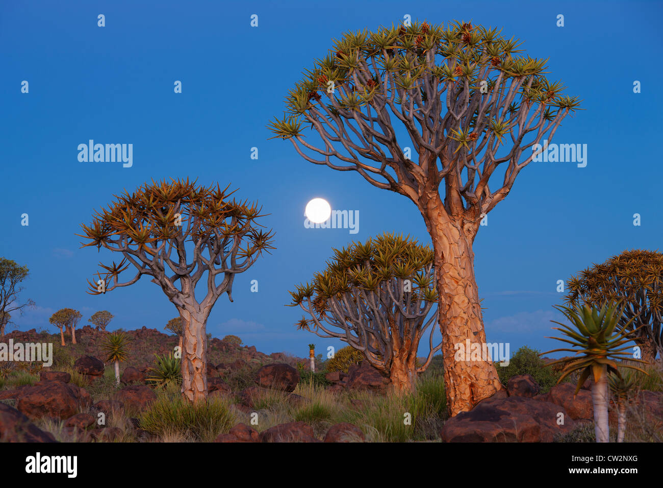 Köcherbaum (Aloe Dichotoma) Sonnenuntergang. Namibia Stockfoto