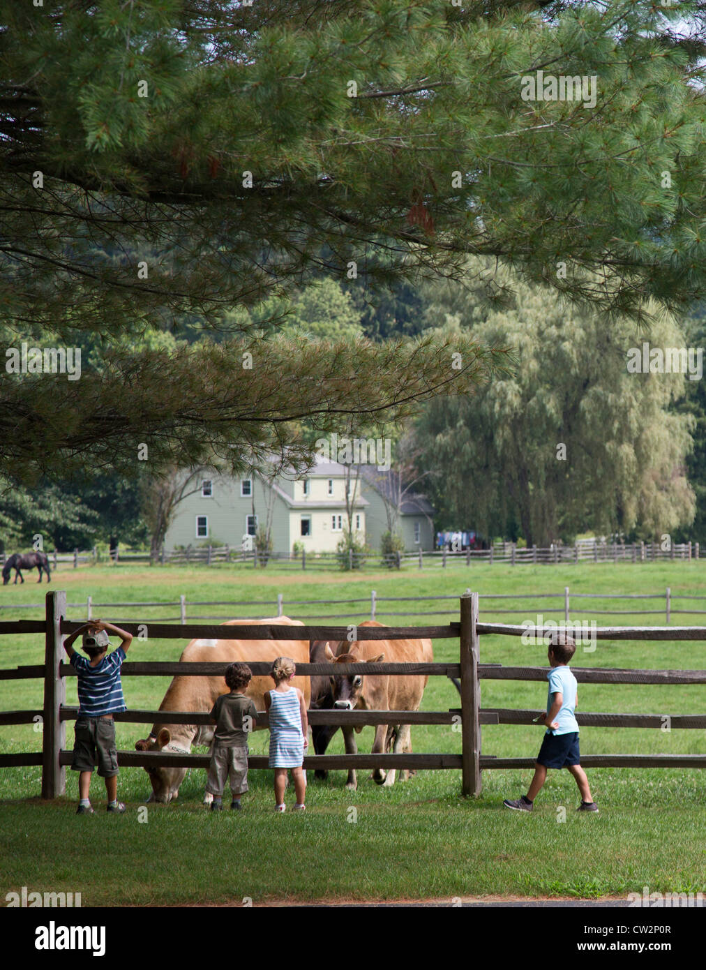 Woodstock, Vermont - Kinder Armbanduhr Jersey Kühe grasen im Billings Farm  & Museum Stockfotografie - Alamy