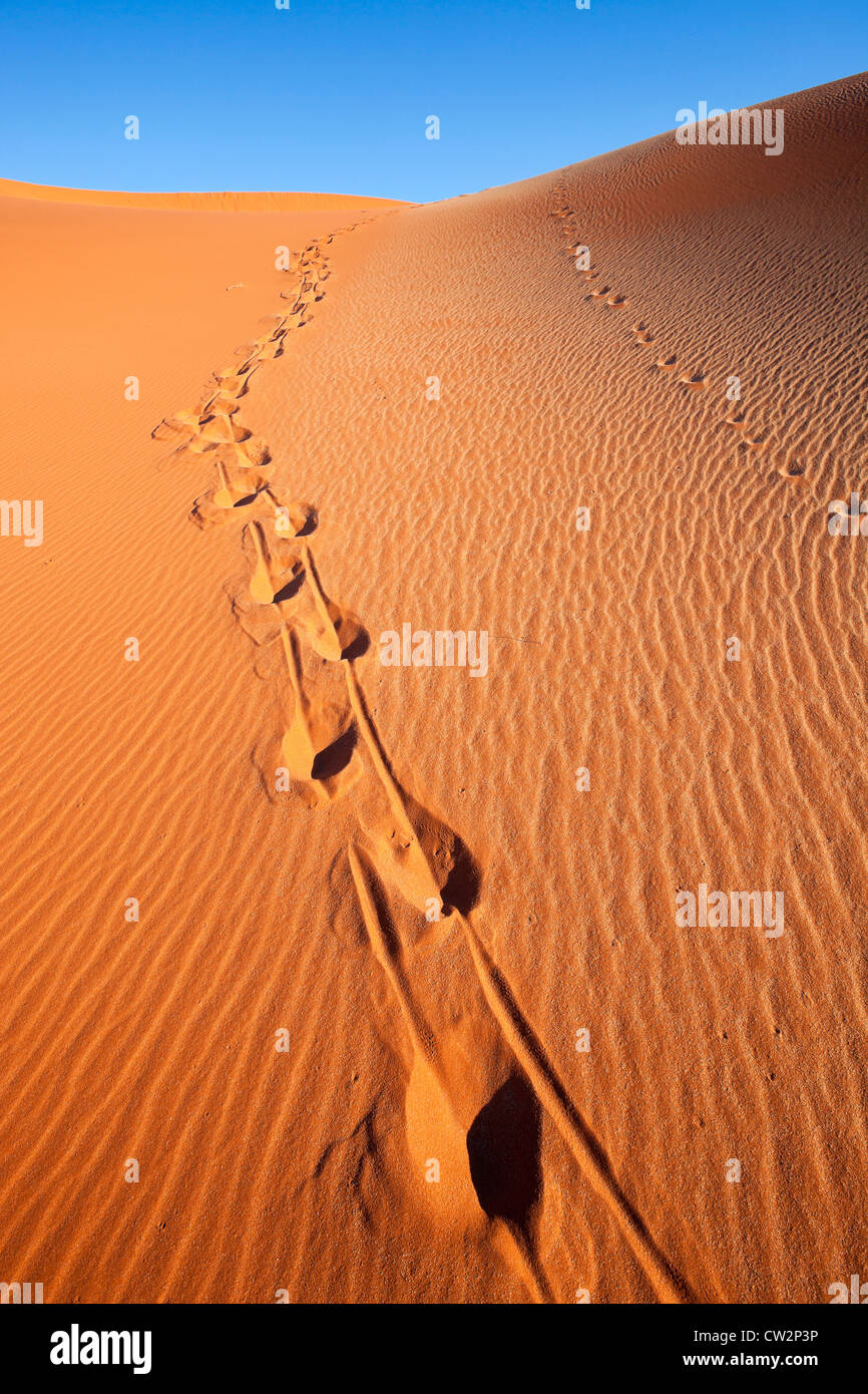 Tierspuren im roten Sand. Sossusvlei in der Wüste Namib. Namib-Naukluft-Nationalpark Namibia Stockfoto