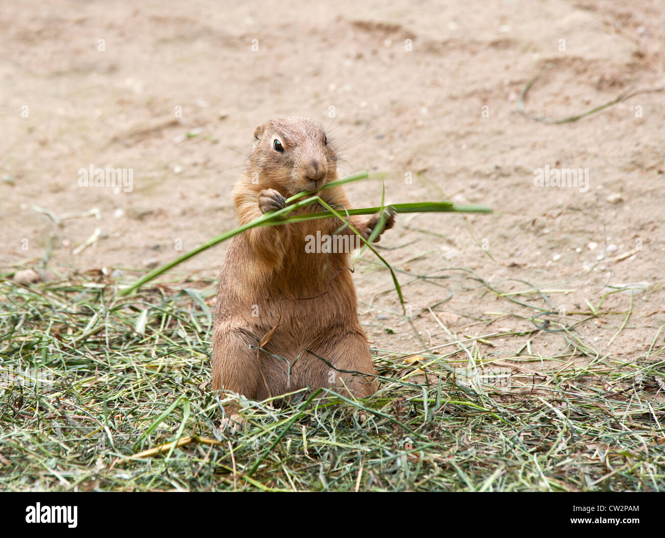 Schwarz angebundene Präriehund Essen Stockfoto