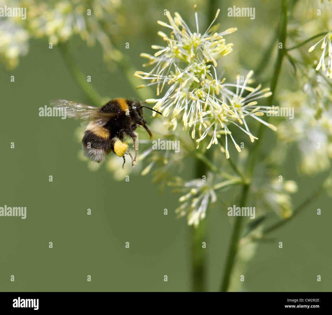 Eine fliegende Bumble Bee Stockfoto Eine fliegende Bumble Bee Stockfoto