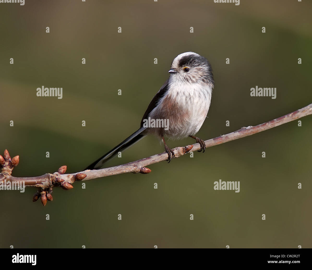 Long-Tailed Meise auf einem Zweig Stockfoto Long-Tailed Meise auf einem Zweig Stockfoto
