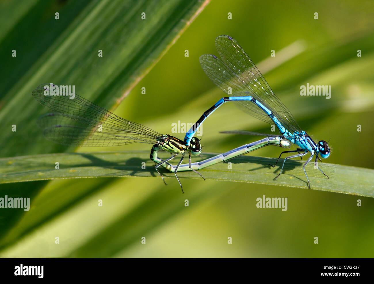 Azure Damselfly in einer Paarung Umarmung. Stockfoto Azure Damselfly in einer Paarung Umarmung. Stockfoto