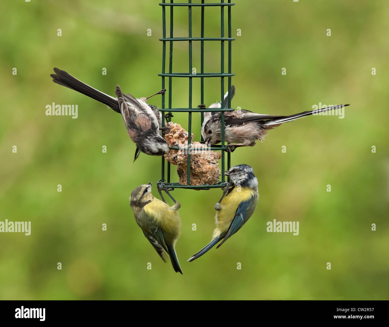 Lange Tailed Titten und Blaumeisen Fütterung auf ein Futterhäuschen für Vögel Stockfoto Lange Tailed Titten und Blaumeisen Fütterung auf ein Futterhäuschen für Vögel Stockfoto