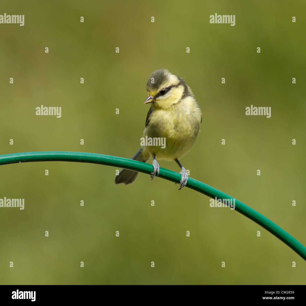 Junge Blaumeise (Cyanistes Caeruleus) Stockfoto Junge Blaumeise (Cyanistes Caeruleus) Stockfoto