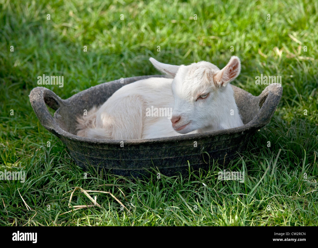 Pygmy Ziege Kind sitzen in Food Bowl, UK Stockfoto