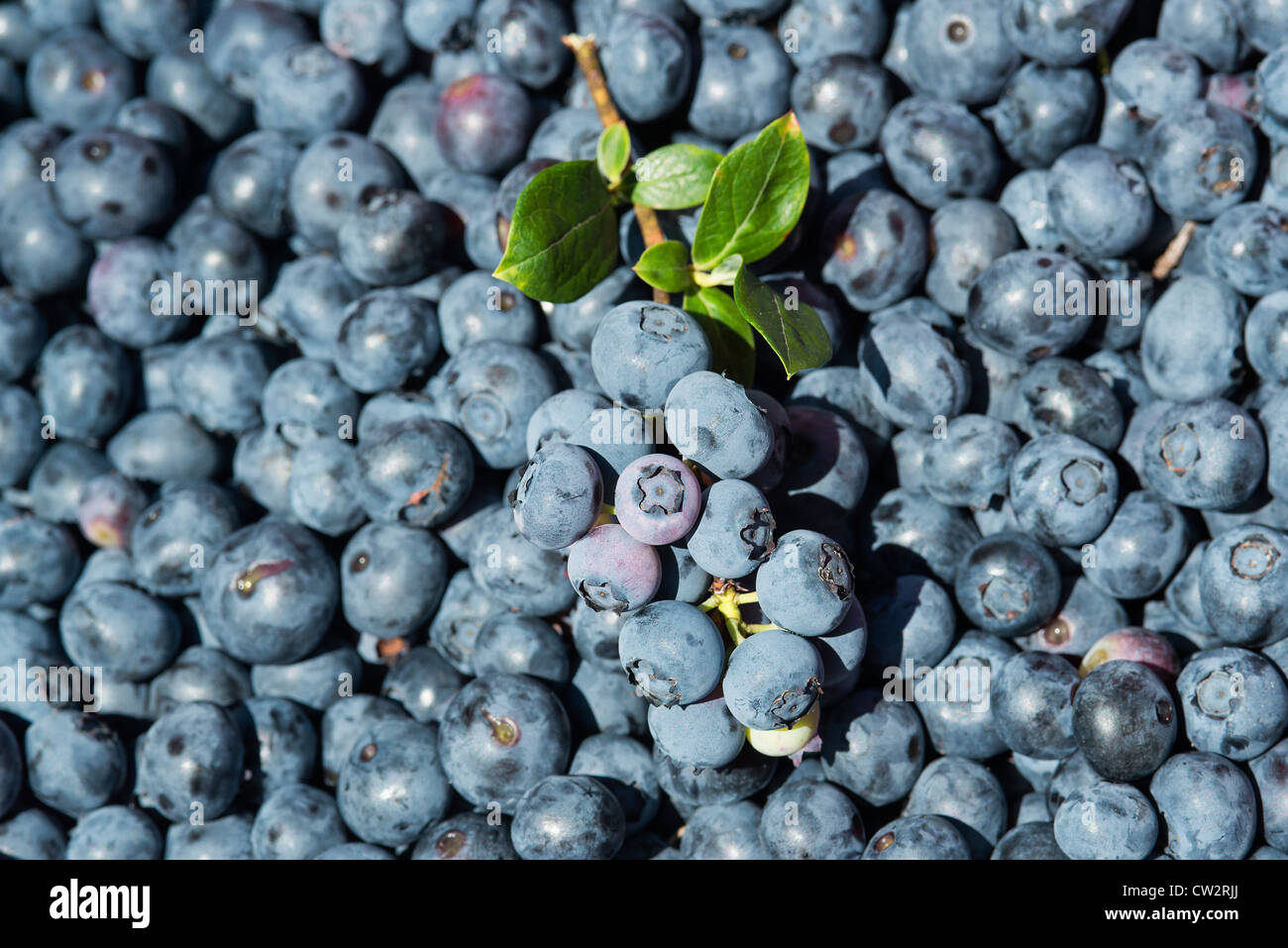 Heidelbeere Ernte, New Jersey, USA Stockfoto