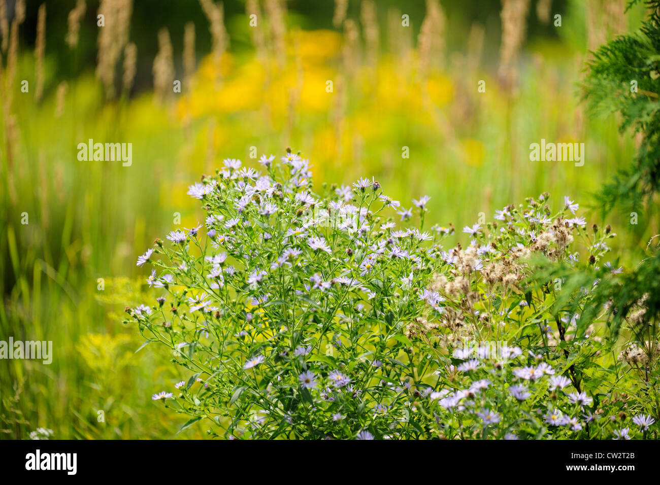 Blaue Astern und Gräsern, Greater Sudbury, Ontario, Kanada Stockfoto