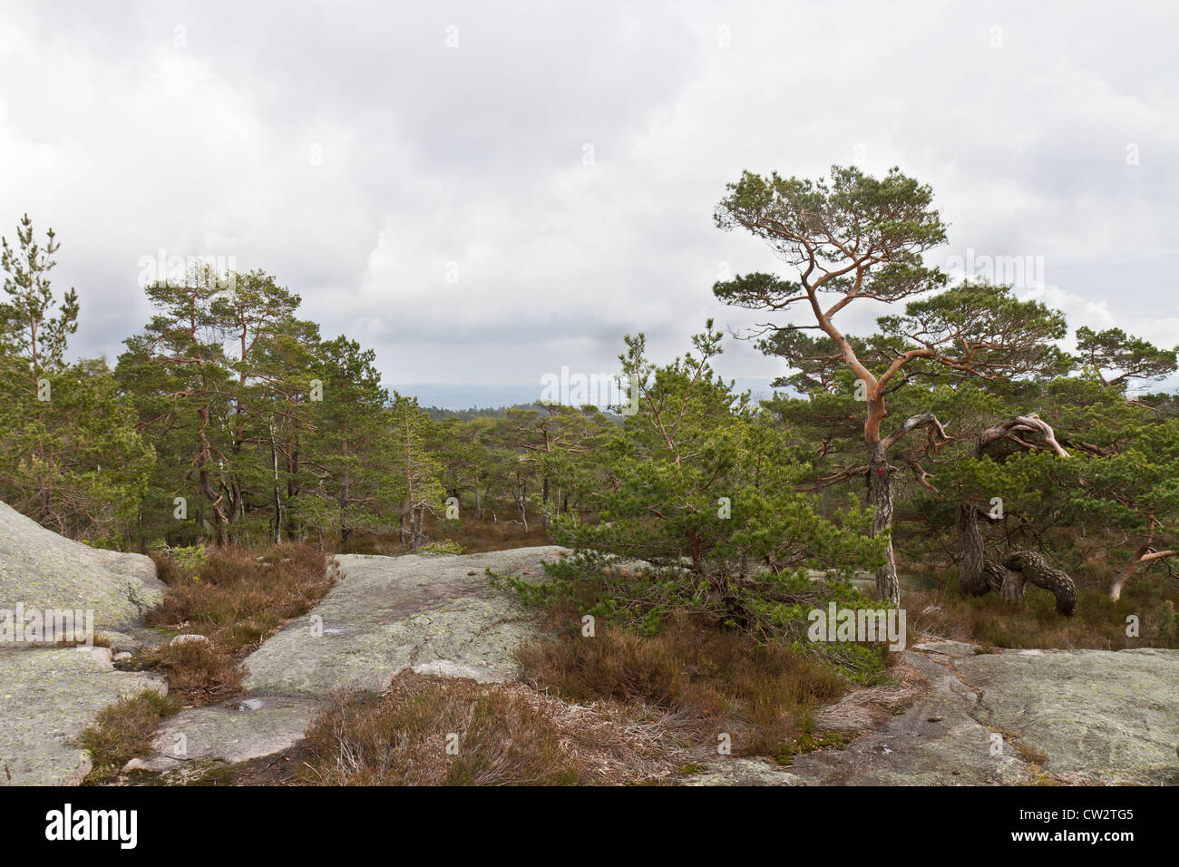 ländliche Wald in Norwegen mit Koniferen Stockfoto