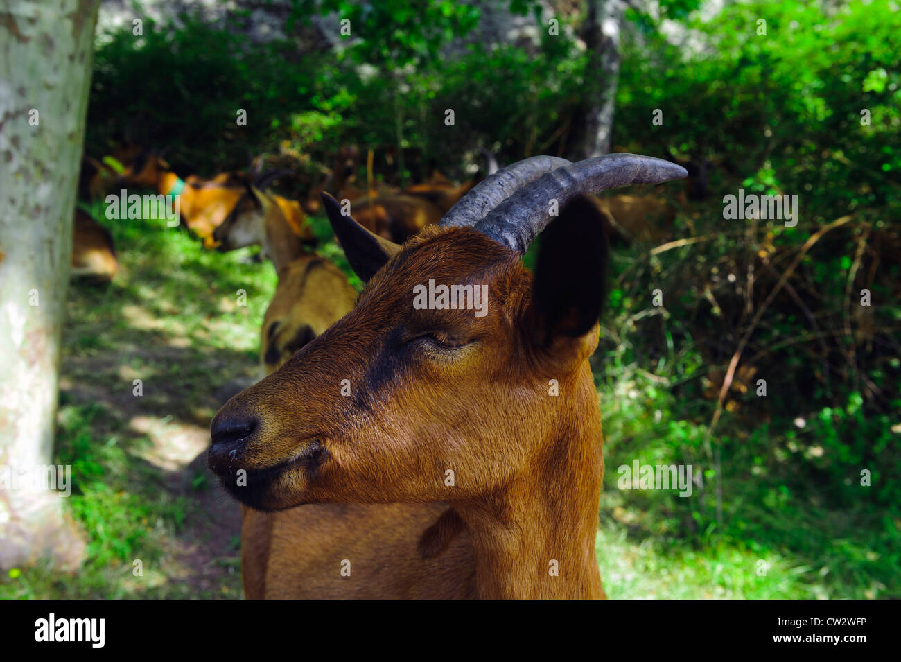 Ziege im Großraum Nebbio, Korsika, Frankreich Stockfoto