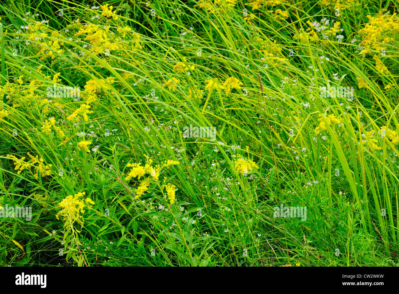 Goldrute (Solidago spp.) mit Astern und Gräsern Marsh, Greater Sudbury, Ontario, Kanada Stockfoto