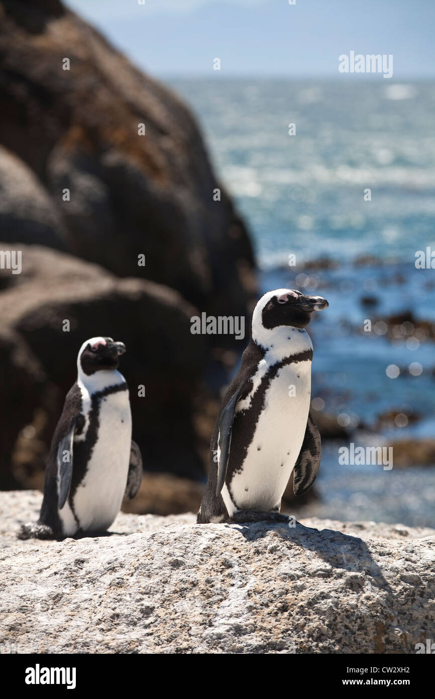 Pinguine am Boulders Beach, Felsbrocken Bucht, in der Nähe von Simons Town, Kap-Halbinsel, Kapstadt, Südafrika Stockfoto