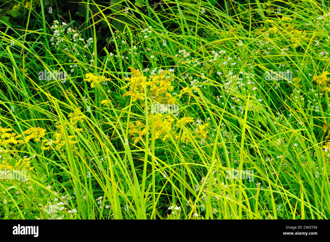 Goldrute (Solidago spp.) mit Astern und Gräsern Marsh, Greater Sudbury, Ontario, Kanada Stockfoto