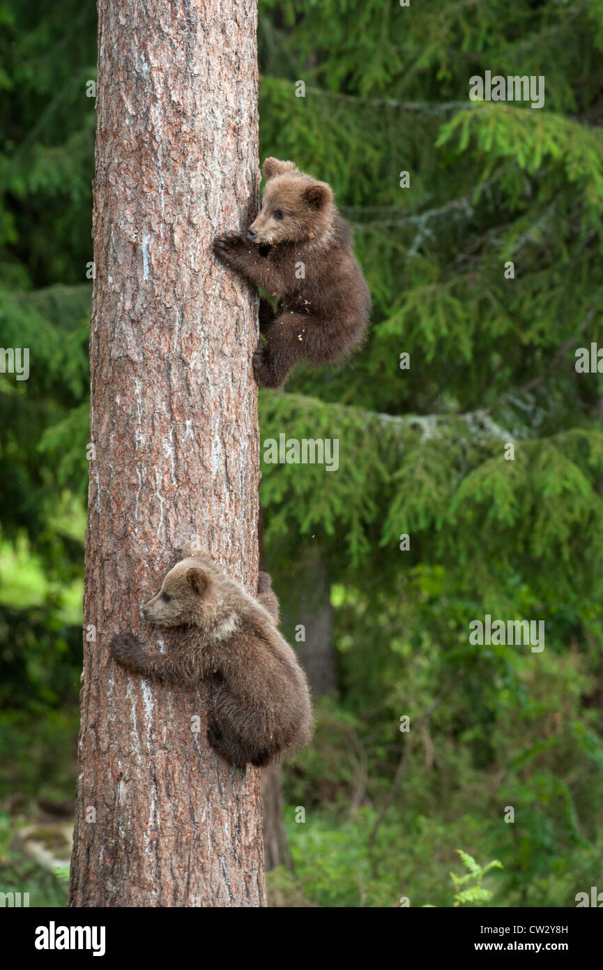 Braunbär-Familie und Cubs-Finnland Stockfoto