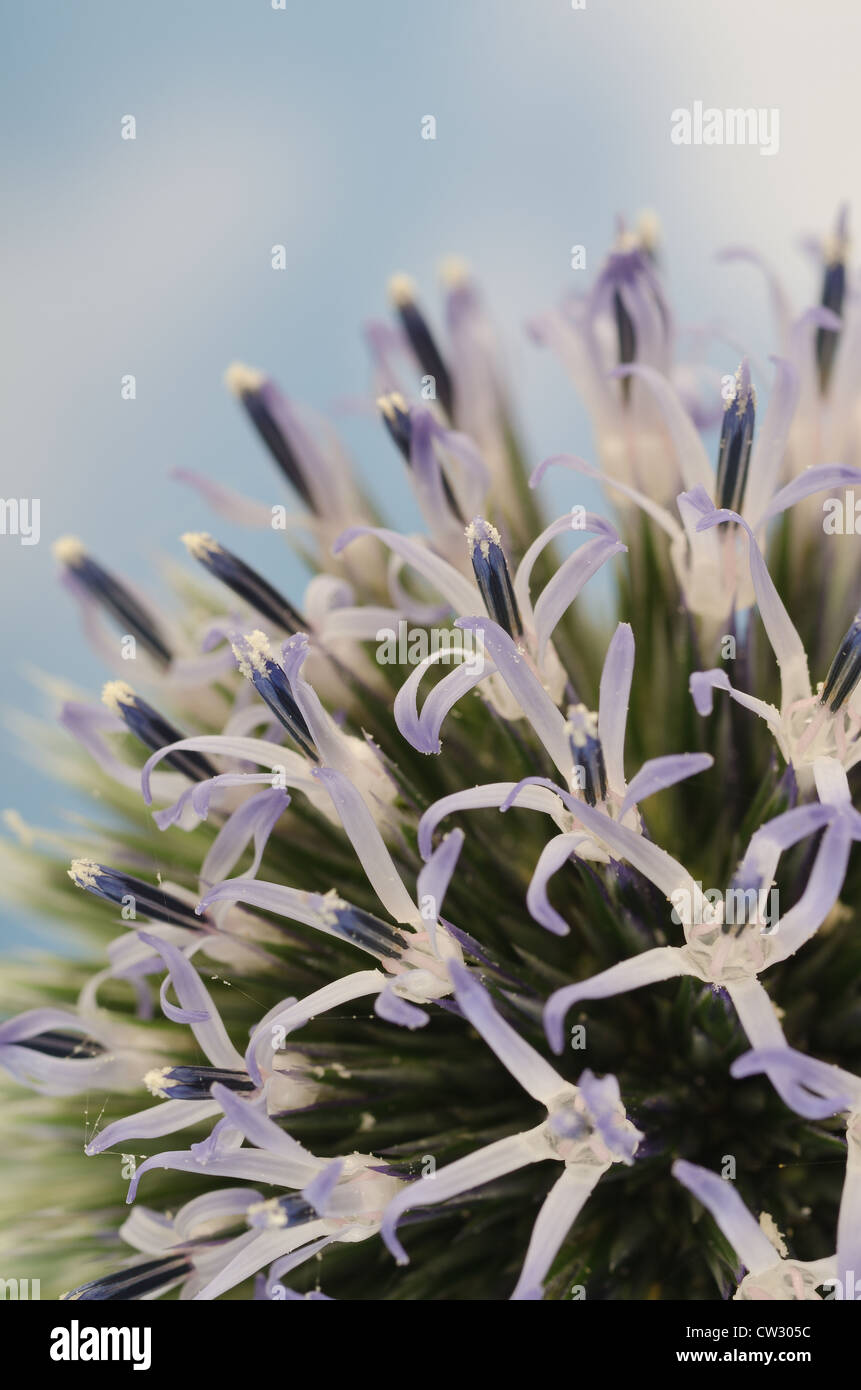 Details zum Globus Distel gegen blauen Himmel und die neue Entwicklung Röschen Blumen Echinops Stockfoto