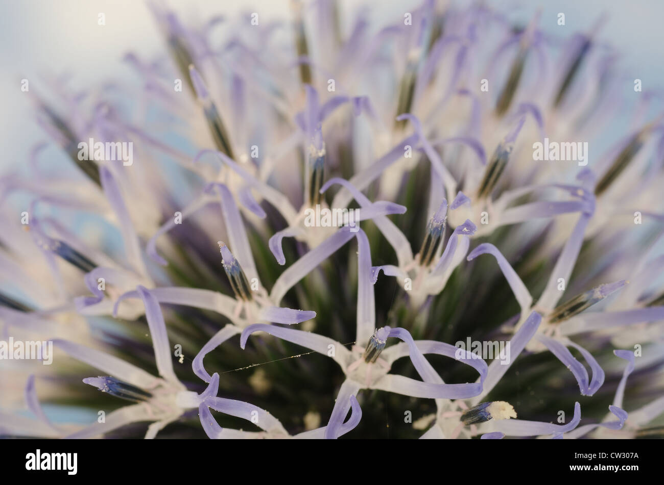 Details zum Globus Distel gegen blauen Himmel und die neue Entwicklung Röschen Blumen Echinops Stockfoto