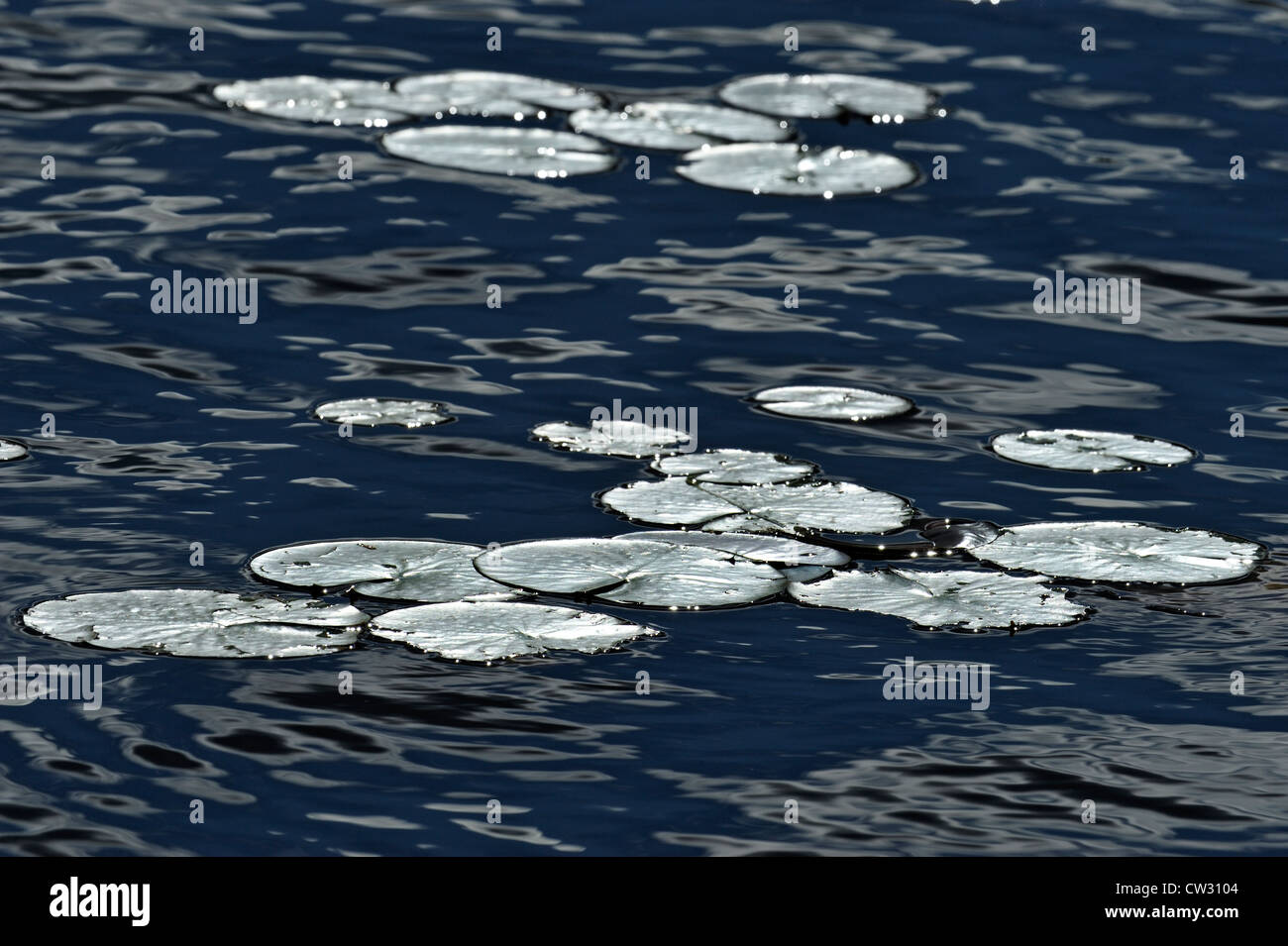 Duftende weiße Seerose (Nymphaea Odorata) lässt im Ellbogen-See, Wanup, Ontario, Kanada Stockfoto