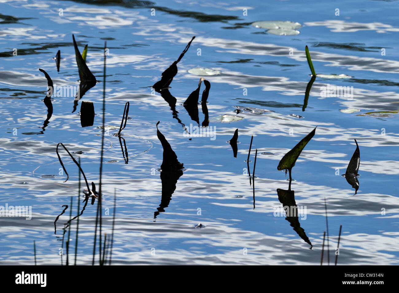 Pickerelweed (Pontederia Cordata) Blatt Silhouetten in Elbow Lake Untiefen, Wanup, Ontario, Kanada Stockfoto