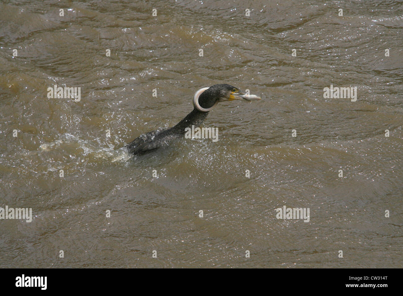 Kormoran Fang ein Aal Stockfoto