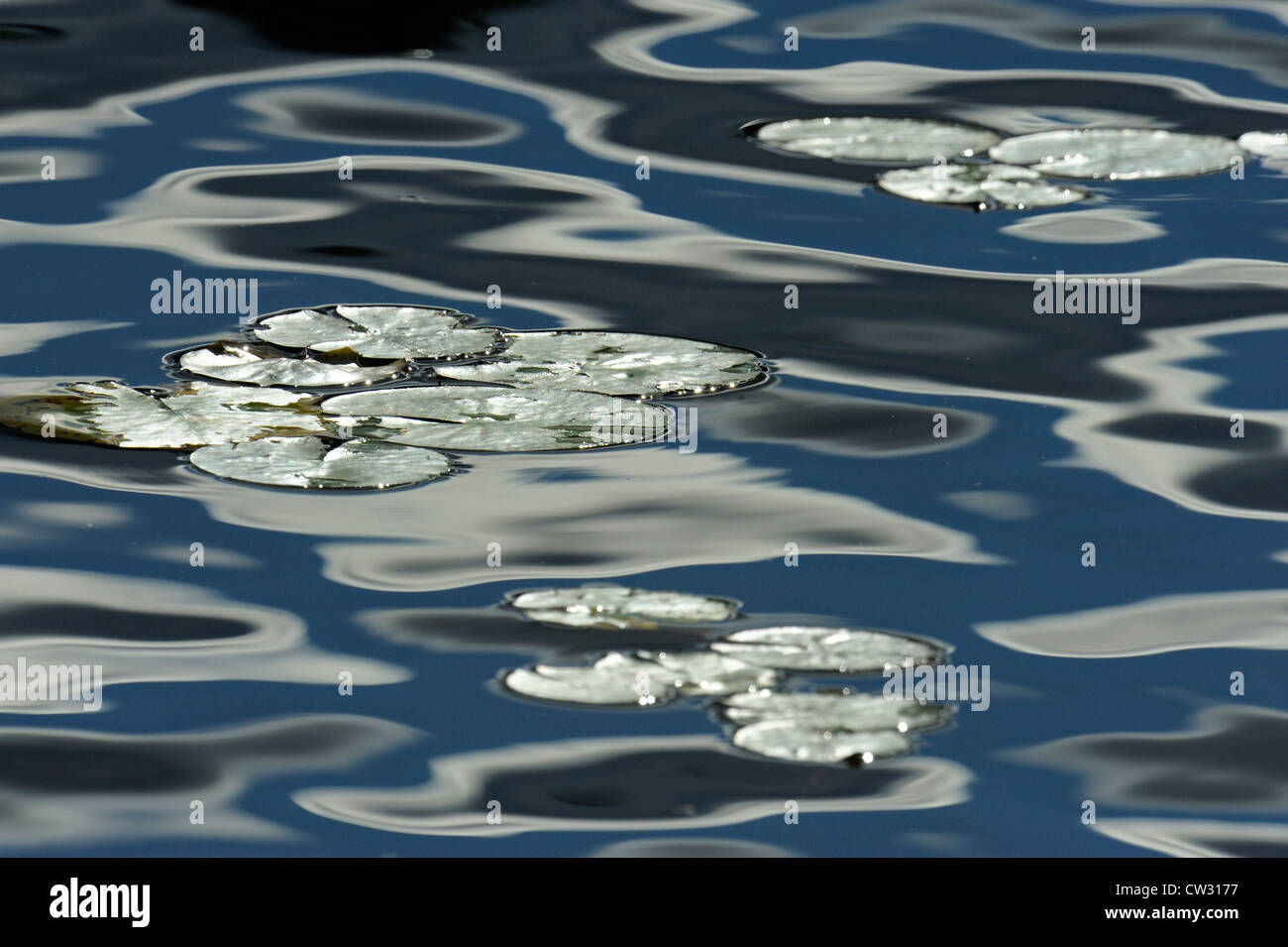 Duftende weiße Seerose (Nymphaea Odorata) lässt im Ellbogen-See, Wanup, Ontario, Kanada Stockfoto