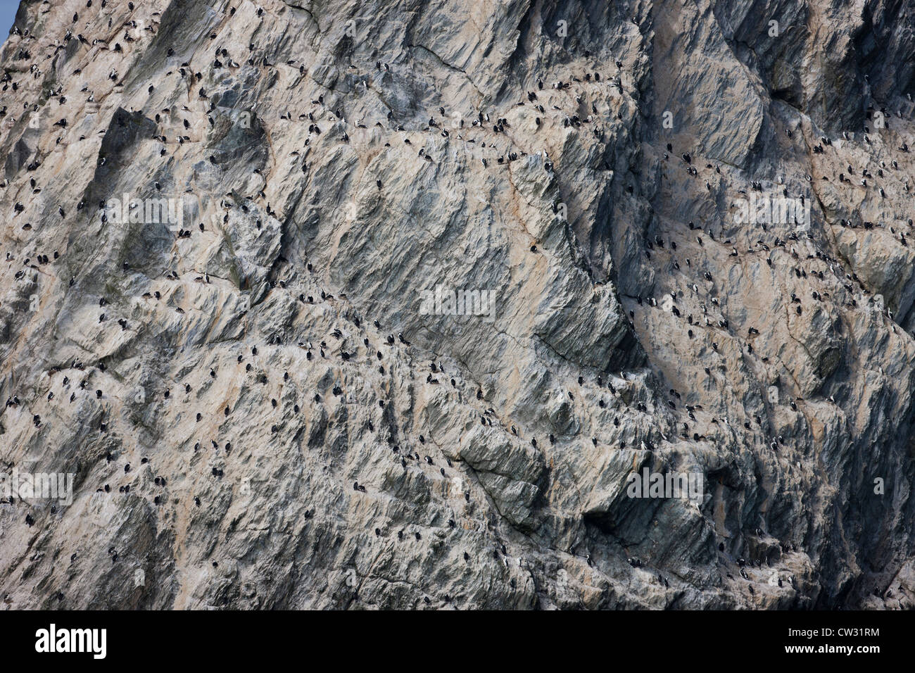 South Georgia Shag (Phalacrocorax Georgianus), Verschachtelung Kolonie auf den Shag Rocks im Scotia Meer in der Nähe von South Georgia Island. Stockfoto