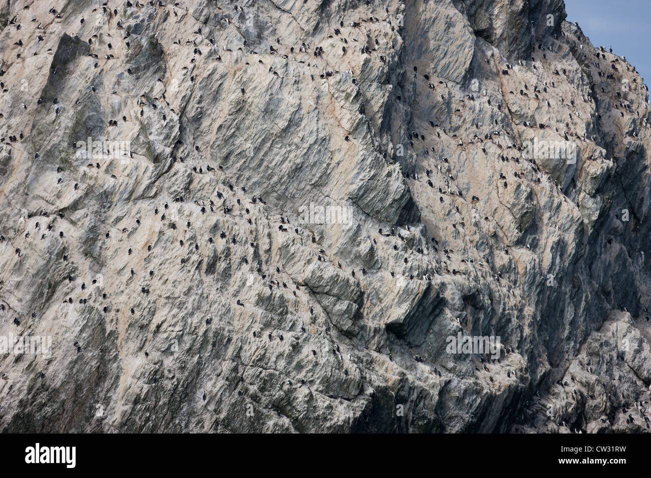 South Georgia Shag (Phalacrocorax Georgianus), Verschachtelung Kolonie auf den Shag Rocks im Scotia Meer in der Nähe von South Georgia Island. Stockfoto