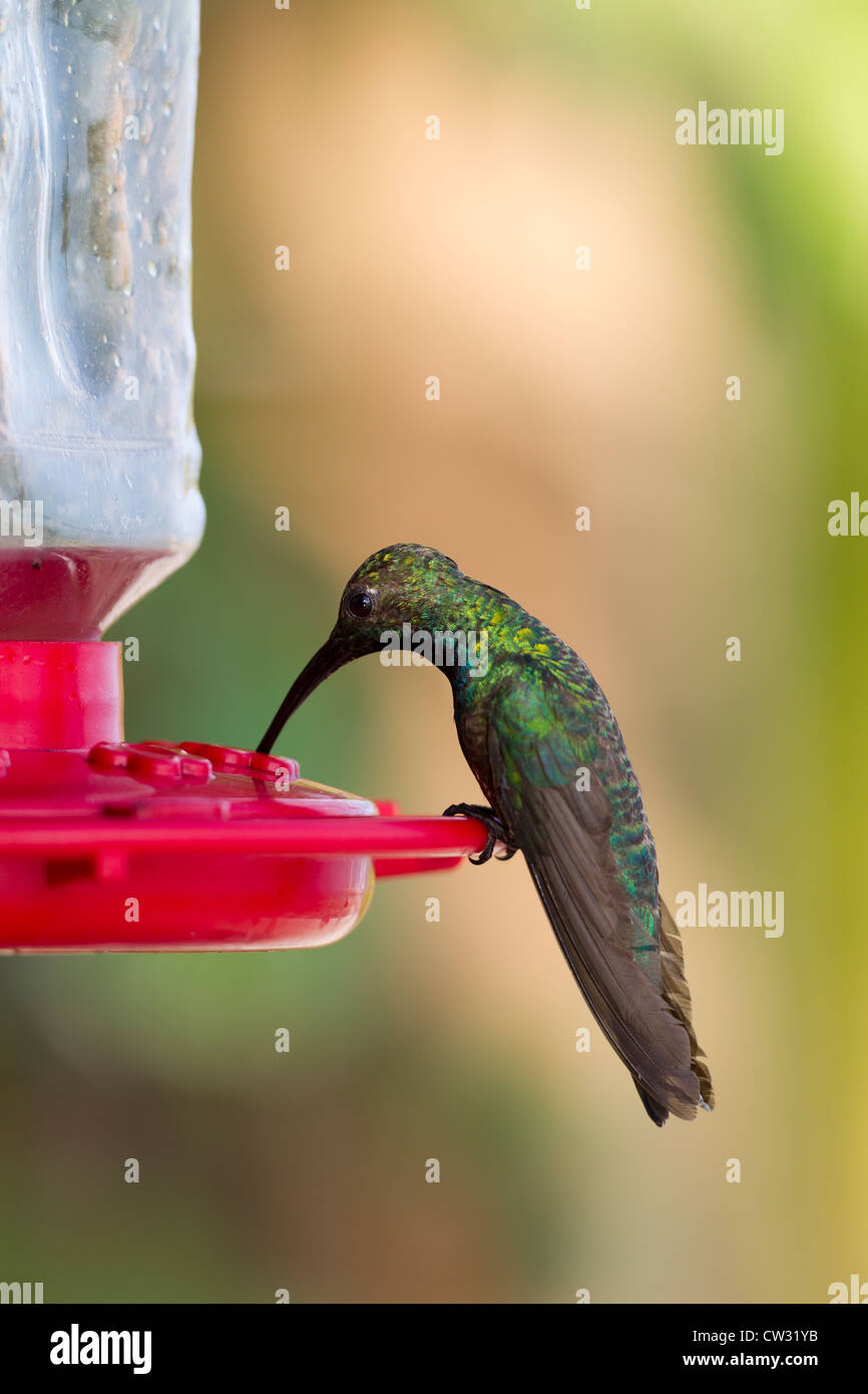 Grün-breasted Mango (Anthracothorax Prevostii Gracilirostris), grün-breasted Unterart, Männlich Stockfoto