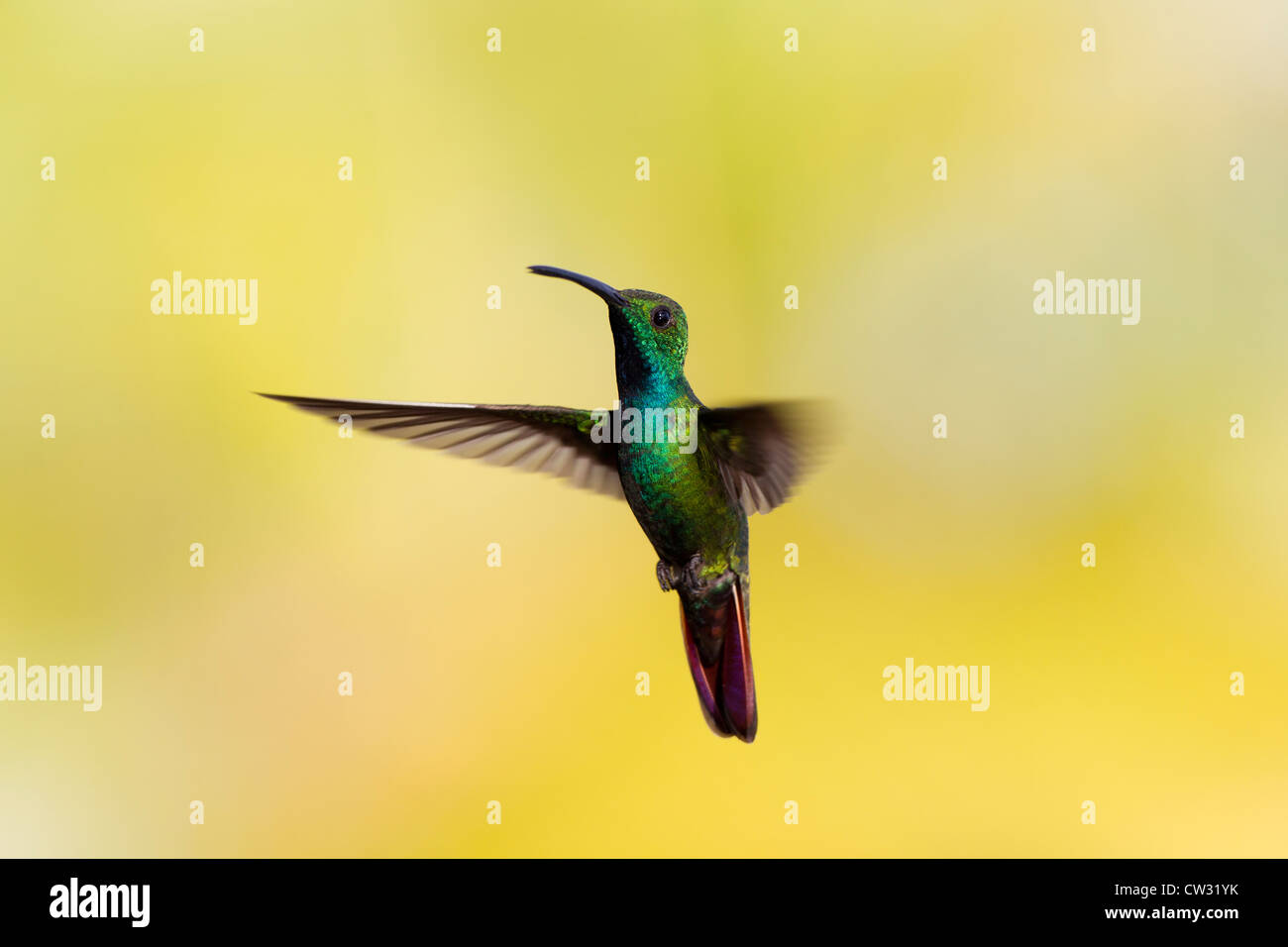 Grün-breasted Mango (Anthracothorax Prevostii Gracilirostris), grün-breasted Unterart, Männlich Stockfoto