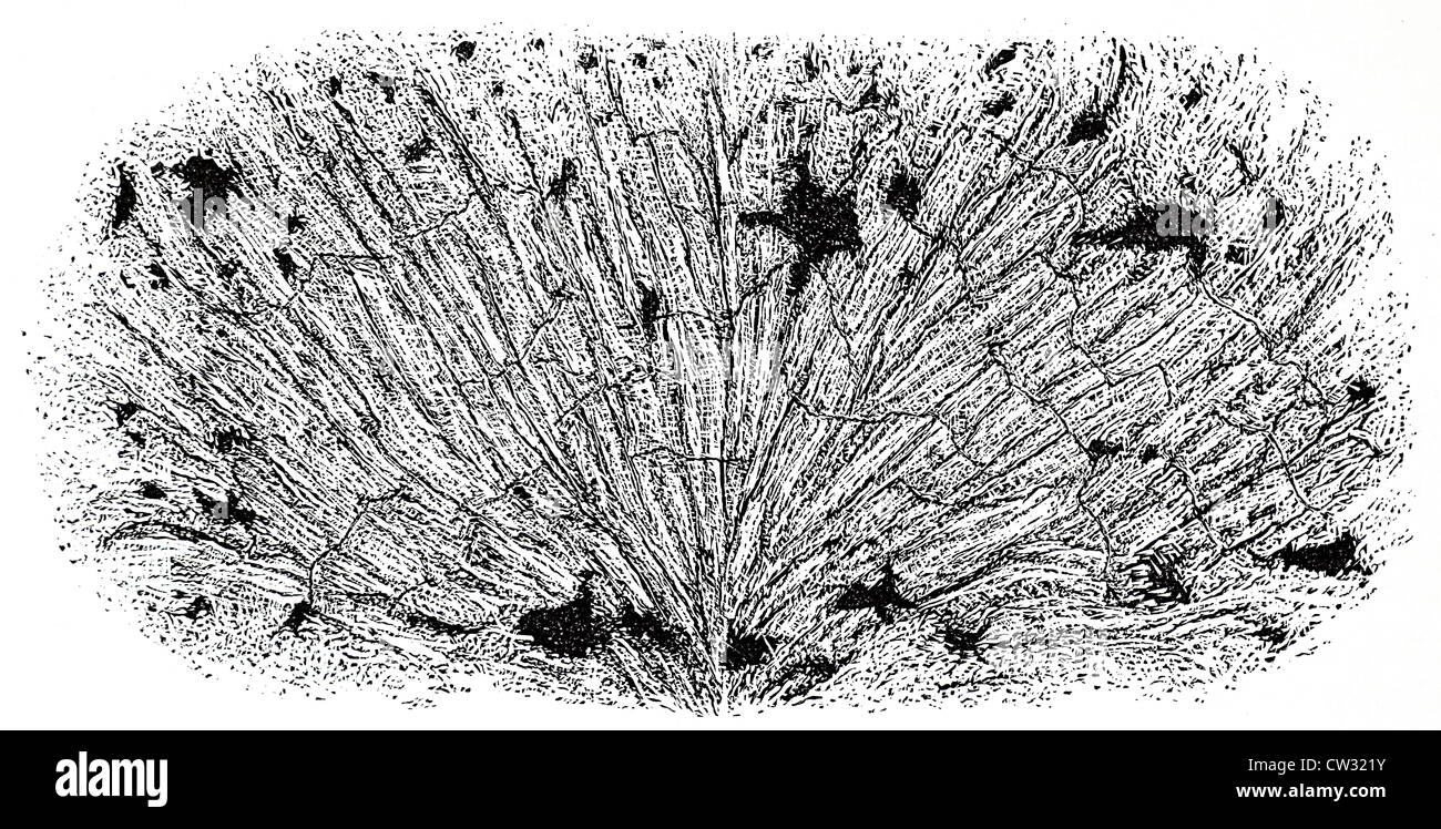 Durchschnittliche Blick auf eine Chondriten, Meteor Stockfoto