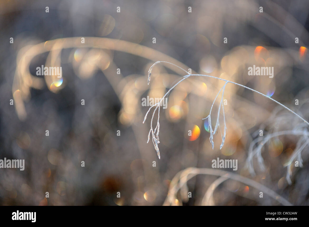 Büschelige Hairgrass (Deschampsia Cespitosa) mit Morgen Frost, Greater Sudbury, Ontario, Kanada Stockfoto