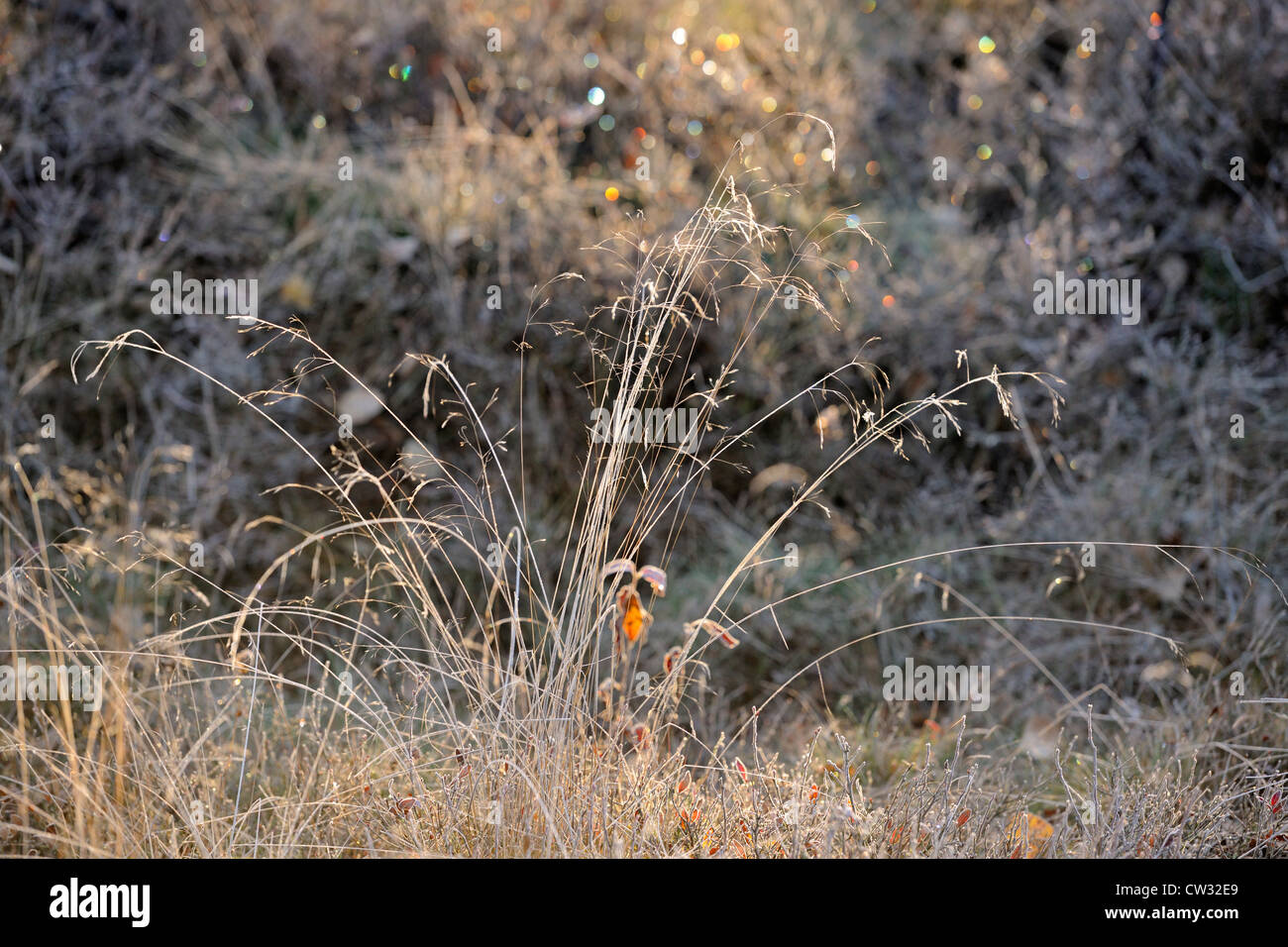 Büschelige Hairgrass (Deschampsia Cespitosa) mit Morgen Frost, Greater Sudbury, Ontario, Kanada Stockfoto