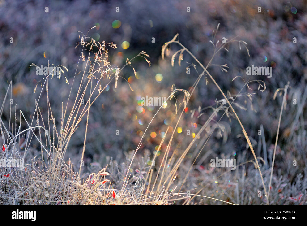 Büschelige Hairgrass (Deschampsia Cespitosa) mit Morgen Frost, Greater Sudbury, Ontario, Kanada Stockfoto
