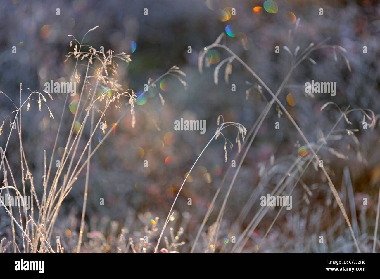 Büschelige Hairgrass (Deschampsia Cespitosa) mit Morgen Frost, Greater Sudbury, Ontario, Kanada Stockfoto
